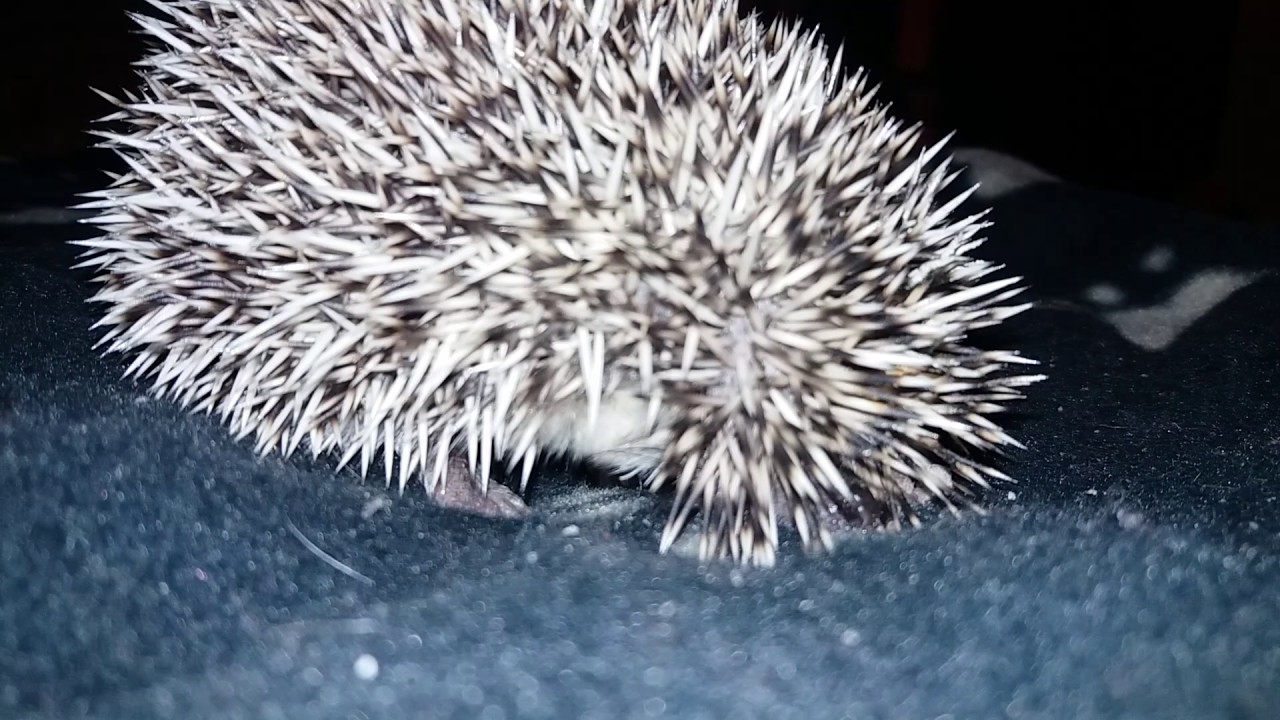 Hedgehog sounds Süni puffogás YouTube