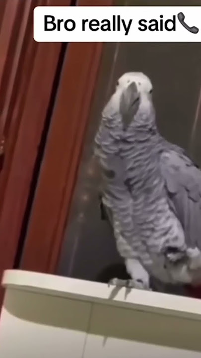Suara burung beo seperti nada dering ￼￼