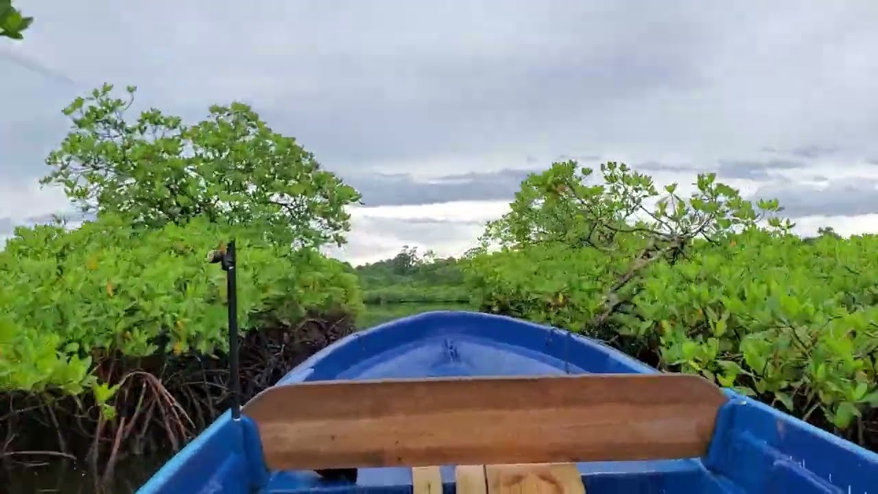 BOATING IN PANAMA 🇵🇦  🛥 🌳