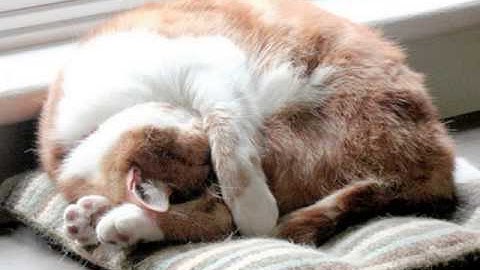 Watch the video about Gatto american shorthair colors