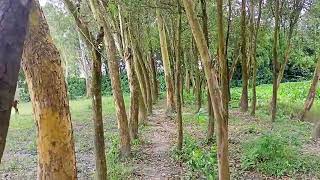 একাশি  গাছের বাগান আপনারা কিভাবে চাষ করবেন তা নিয়ে আজকের ব্লক ভিডিও