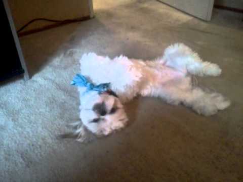 Shih Tzu Sleeping On His Back Youtube