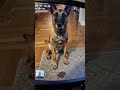 He hasn’t eaten all day… and still won’t touch it 😳 #shorts #BelgianMalinois #DogTraining