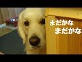 毎朝のお裾分けをもらうまで無言の圧力をかけてくる英国ゴールデンレトリバーギンちゃん(2歳)