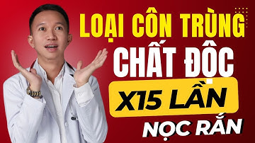 Nhà Bạn Có Thể Có Loại Côn Trùng Độc Gấp 15 Lần Nọc Rắn Mà Bạn Không Hề Biết!| Bác Sĩ Trần Minh