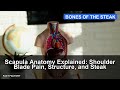 Scapula Anatomy Explained: Shoulder Blade Pain, Structure, and Steak