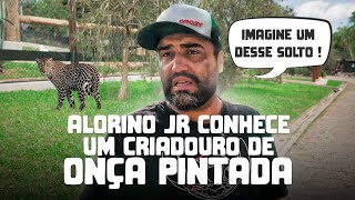 Alorino Jr conhece um Criadouro de Onça Pintada - SALADA MISTA