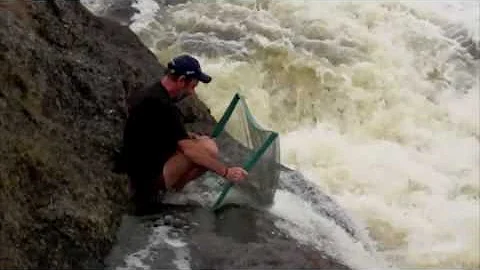 Heiko Bleher. Collecting at La Libertad  Rio Apaporis, Colombia 2009.m4v