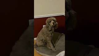 PART 2 Bruno Tries to Catch Ice #dog #poodle #funny #cute #viral #trending #ice #slowmotion #shorts
