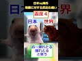 【猫ミーム】日本と海外地震の違い　#2ch #ゆっくり実況 #猫ミーム　#地震
