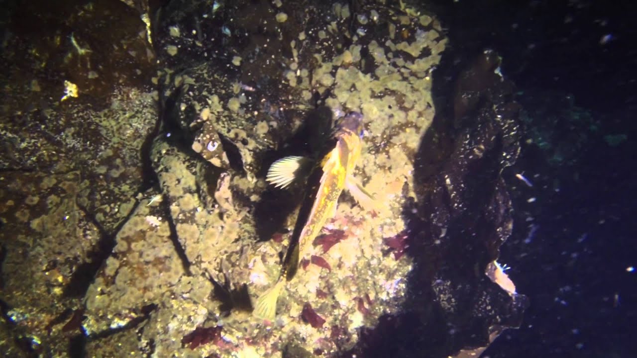 Mackenzie Bight: Nudibranchs & Boot Sponges