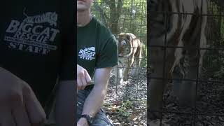 #catrescue Never turn your back on BIG cats!! ๐
#bigcats #tigers #leopards #big