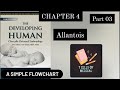 Allantois // FLOW CHART //Part 03 Chapter 04 KLM embryology