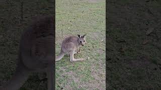 Kangaroo 