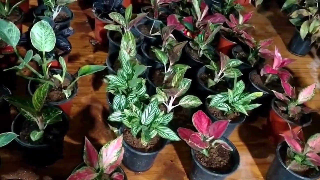 Plants at nursery