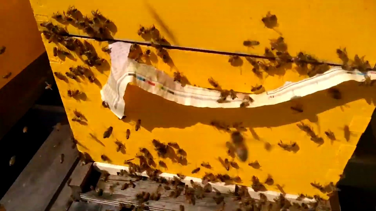 كيف تميز بين النحل السارق عن النحل العادي وحل هذه المشكلة.