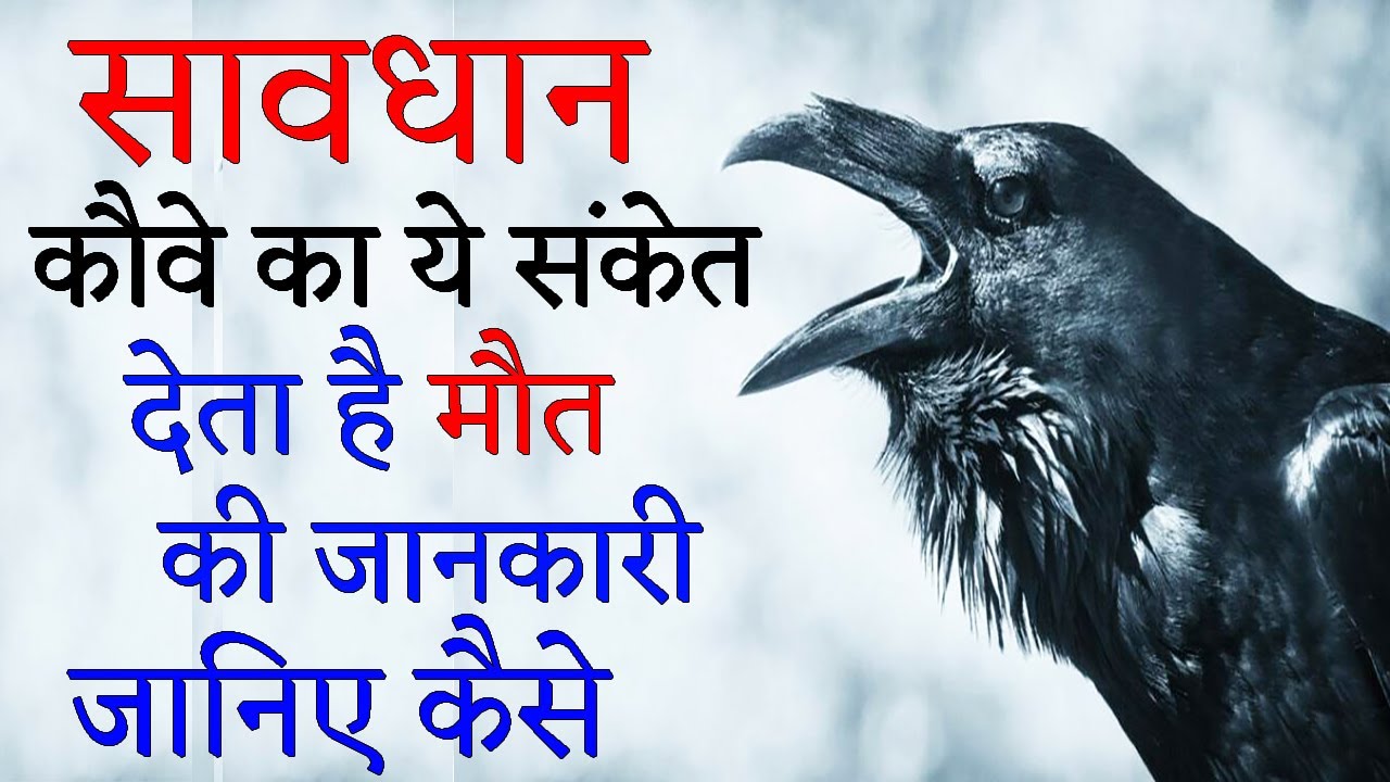 This sign of crow gives information about death and wealth in future Meaning of speaking on crows head