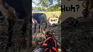 Doggie Leyla Made A Few New Friends 🥰🐾🍀