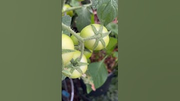 TOMATOES CLUSTERING🍅 #TOMATOESGROWINGINCLUSTERS  #TOMATOPLANTCARE    @JENITASBFWELLWISHESGARDENING