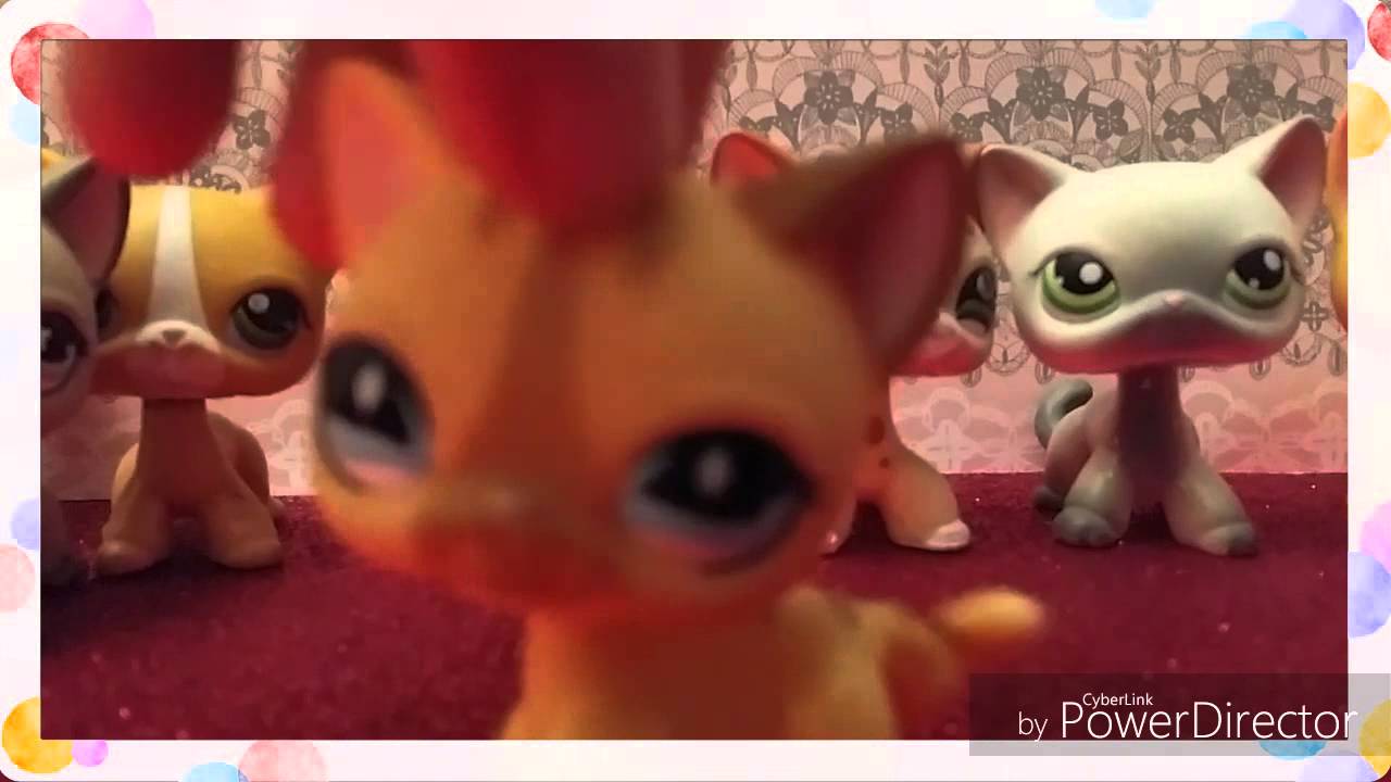 Tous Mes Lps Chats Europeens Youtube