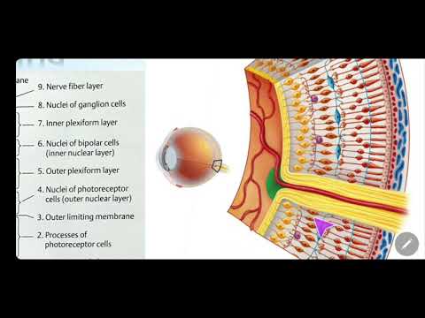 RETINA | Layers of retina simplified | Muller cells | Rods and Cones | Dr. Azmi Mohsin