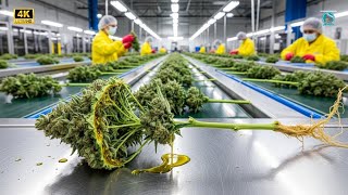 Inside the Largest US Facility: From Harvested Cannabis to Premium CBD Oil (Full Process)