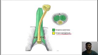 External Genitalia in Male- Penis, Scrotum