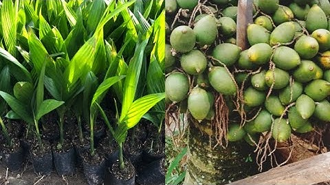 CÂY CAU TỨ QUÝ LIÊN PHÒNG SAI TRÁI MỜI CÁC BÁC