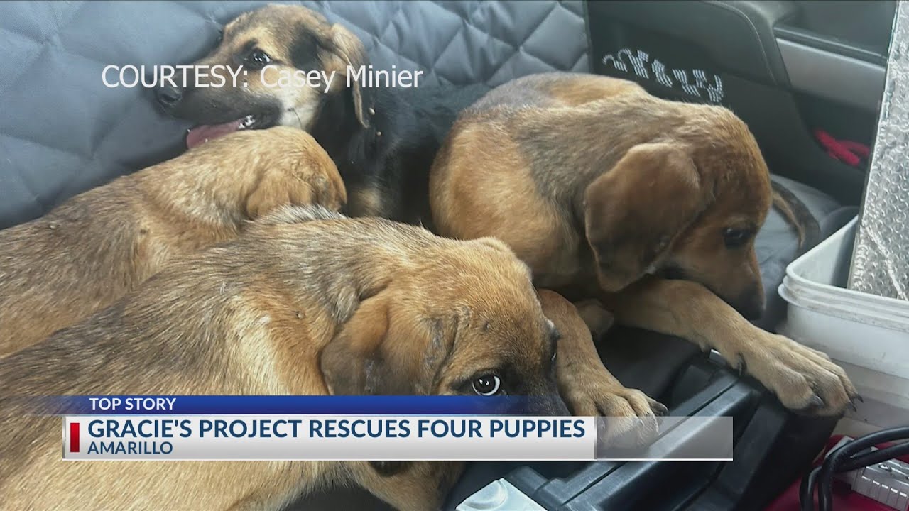 Gracie’s Project rescues four puppies abandoned on 58th and Tradewind ...