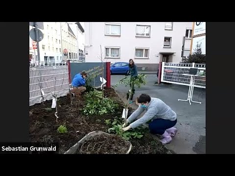Video: Dürreresistente Zimmer- und Gartenpflanzen: Namen, Beispiele