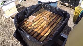 Bee Strategy: Drawing Comb with a strong overwintered colony