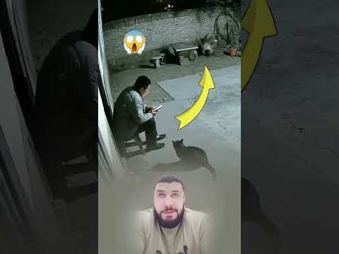 هجوم مباغت من نمر شرس لكن القطة تحولت إلى أسد لتدافع عن صديقها 