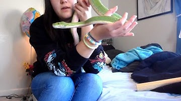 Handling My Green Tree Python!