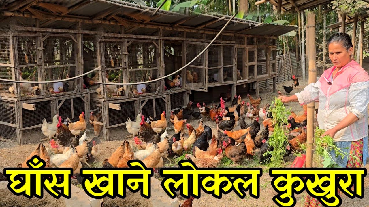 घाँस खुवाएर लोकल कुखुरा पाल्ने प्रसाईं दिदी ,कुखुरा पालेर तीन बिगाहामा घाँस खेति ।