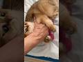 Surprise! She loves lying on things #cat #kitty #cute #meow #kitten #shorts #котик #busia_businka