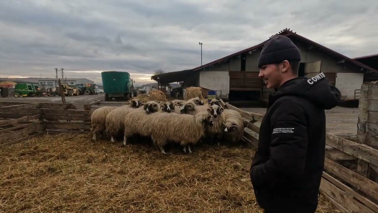 Berbeci DL Ghiță Gherman din Viisoara .Cluj 
