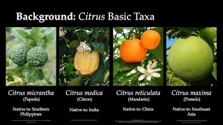 PlantStuff Extras: "Origins of Lemons & Limes (& Other Citrus)" from Curk et al 2016