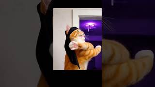 Nasser the cat 🔥