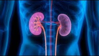 Kidney Stem Cell Protocol - (Morphic Field)