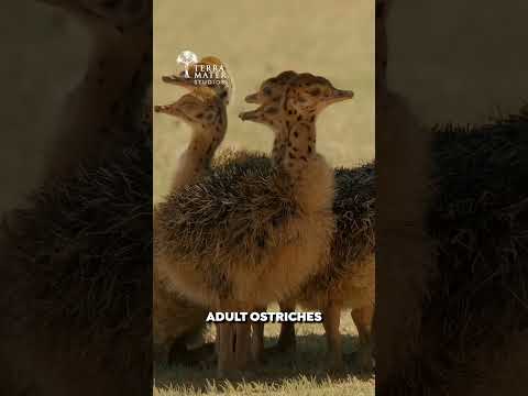 Ostrich Bullying Is a Real Thing 💥🥊