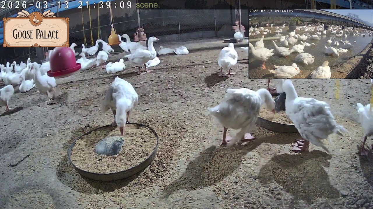 goose palace 鵝皇宮線上牧場