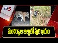 Tension grips Mancherial villagers after tiger presence