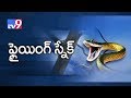 'Flying Snake':  Rare Species Ornate Gliding Snake
