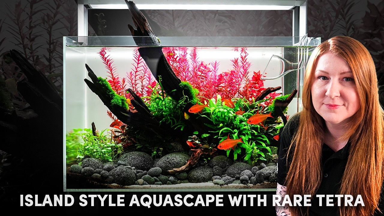 How to Create a Beautiful Planted Aquarium | Island Aquascape