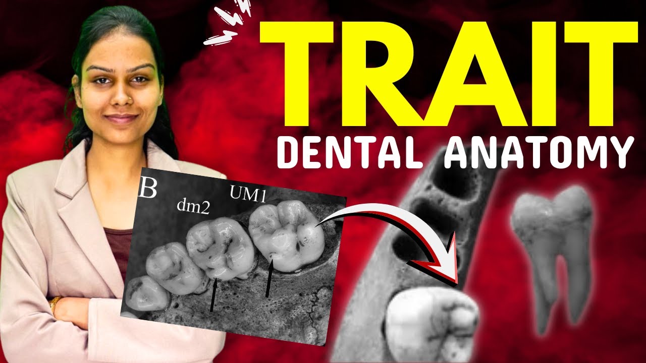 “Traits in Dental Anatomy Explained | Types & Basic Concepts”