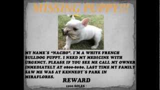 Basic five ICPNA Writing Ads about lost objects.