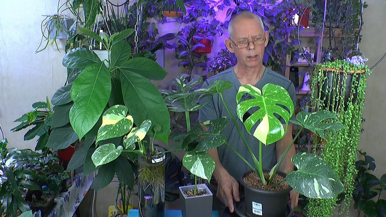 Spezial Monstera Thai Constellation Gesamtübersicht von Pflege bis Vermehrung und Anzucht