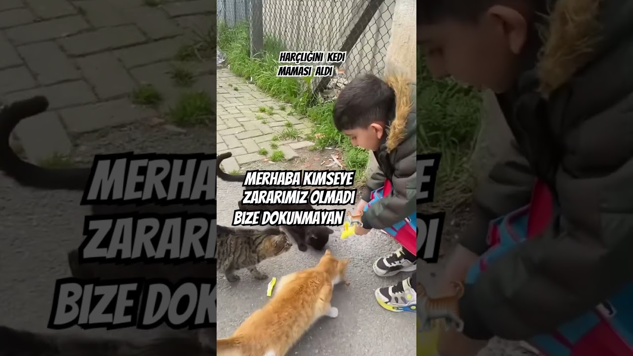 #keşfetbeniöneçıkar #kediler #food #yemektarifi #viralvideo