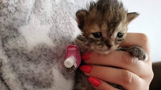 Can't hold my tear, only this kitten survived, all siblings didn't make it