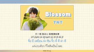 Thaisub  Tnt   Blossom